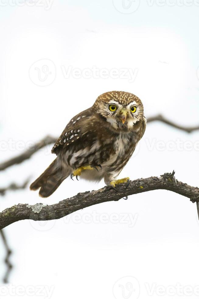 Ferruginous Pygmy owl, Glaucidium brasilianum, Calden forest, La Pampa Province, Patagonia, Argentina. photo