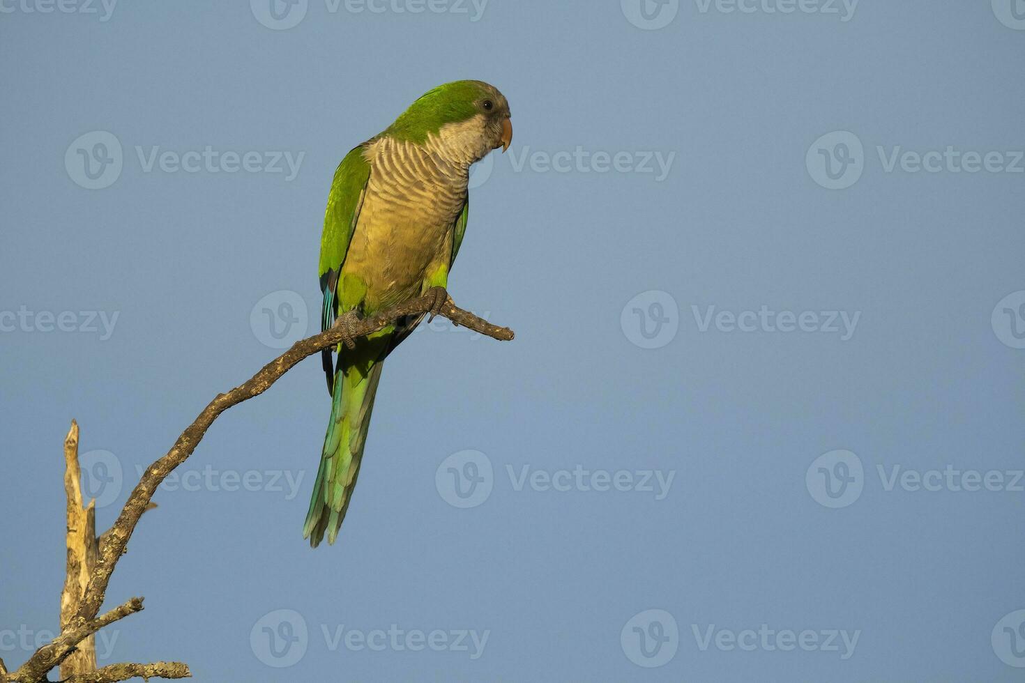 Parakeet perched on a branch of Calden , La Pampa, Patagonia, Argentina photo