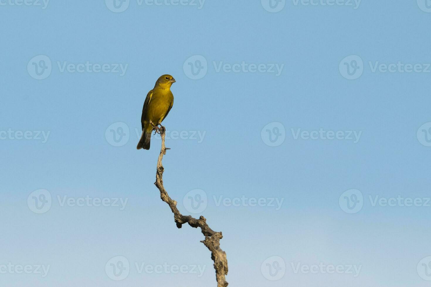 Saffron Finch ,Sicalis flaveola, La Pampa, Argentina. photo