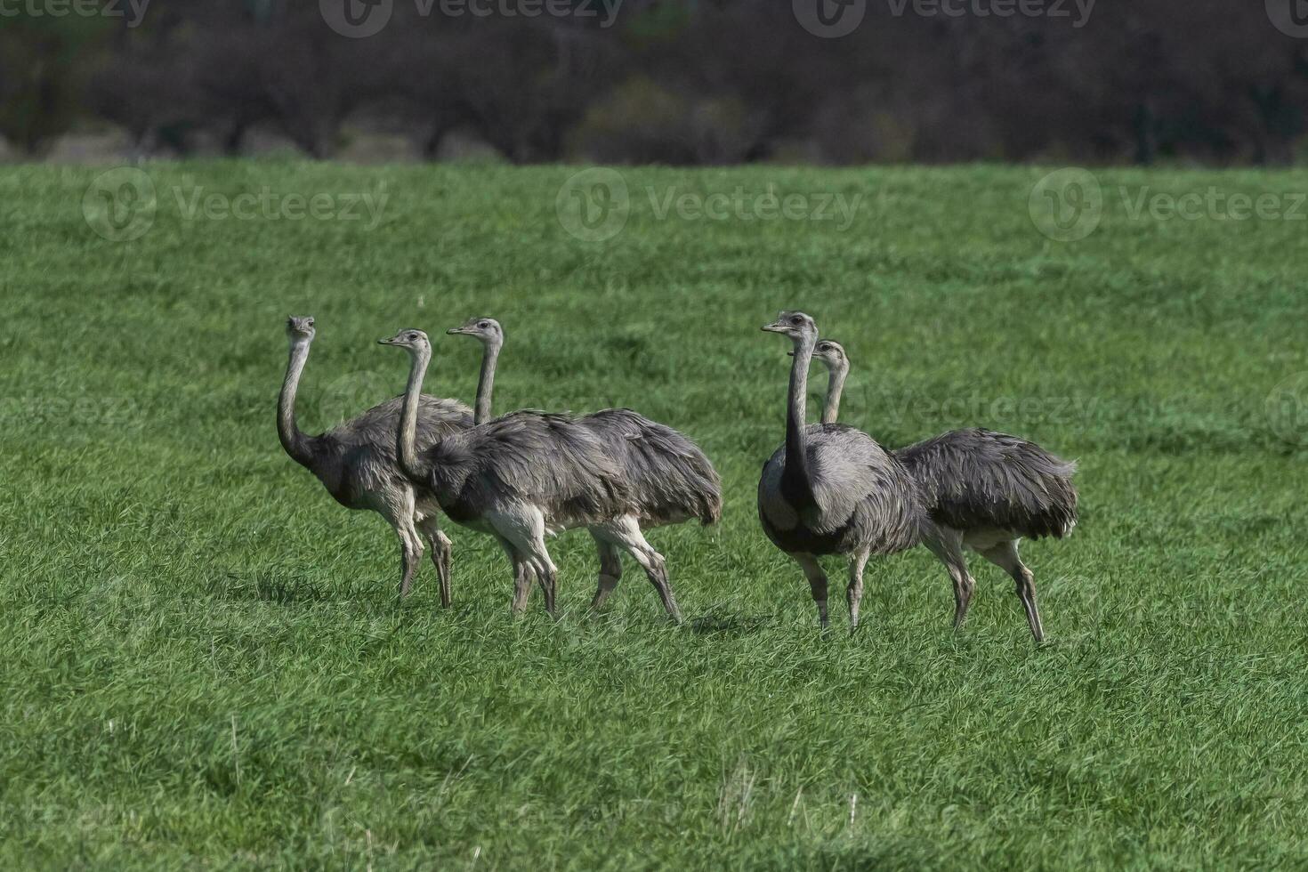 Greater Rhea, Rhea americana, in Pampas coutryside environment, La Pampa province, ,Brazil. photo