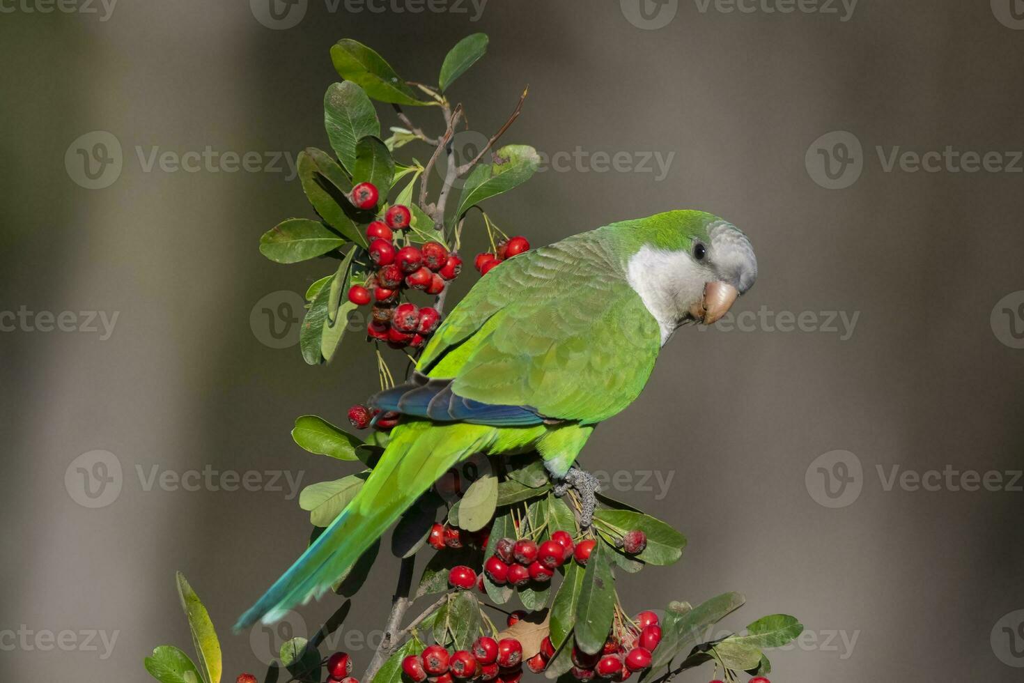 perico encaramado en un arbusto con rojo bayas , la pampa, Patagonia, argentina foto