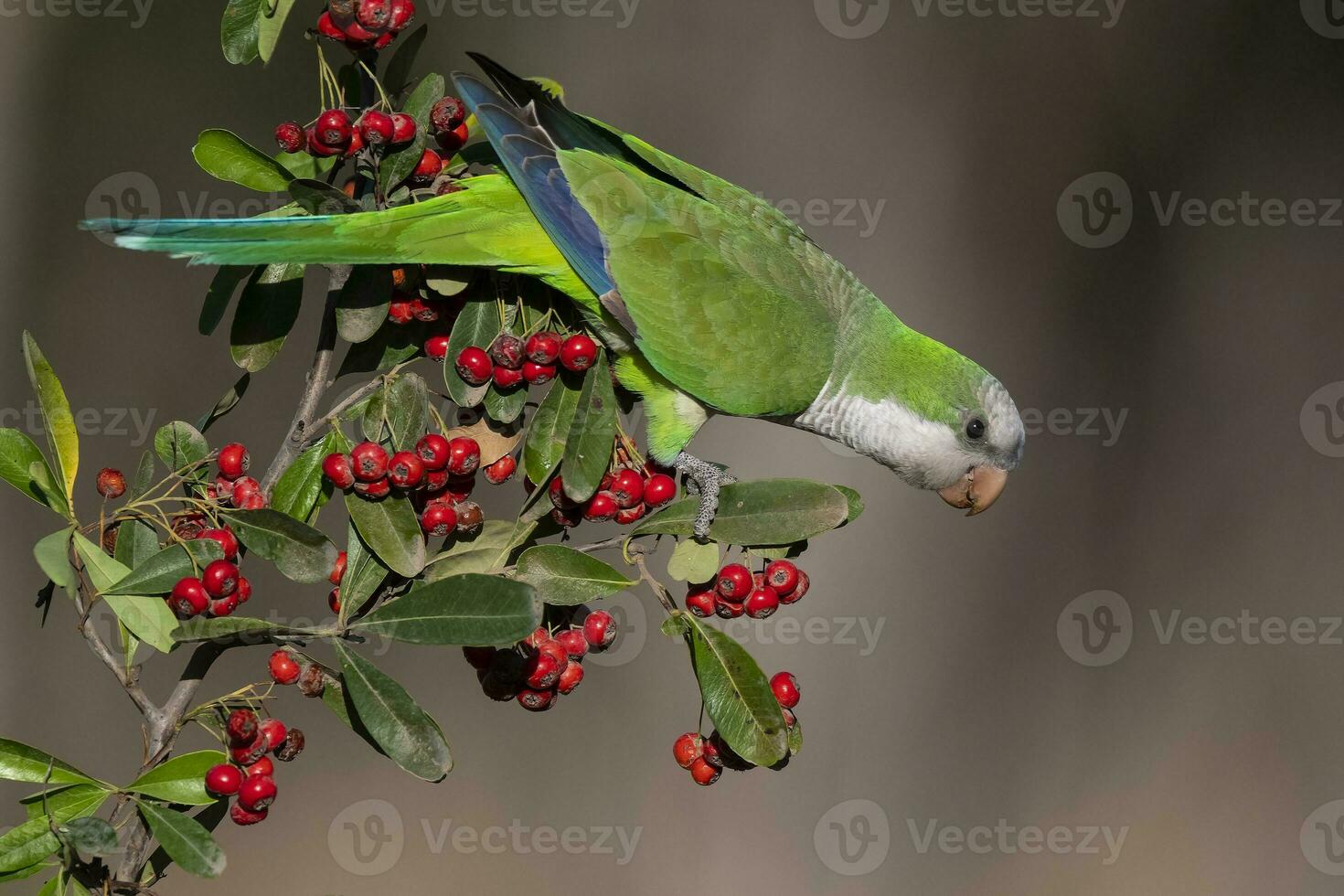 perico encaramado en un arbusto con rojo bayas , la pampa, Patagonia, argentina foto