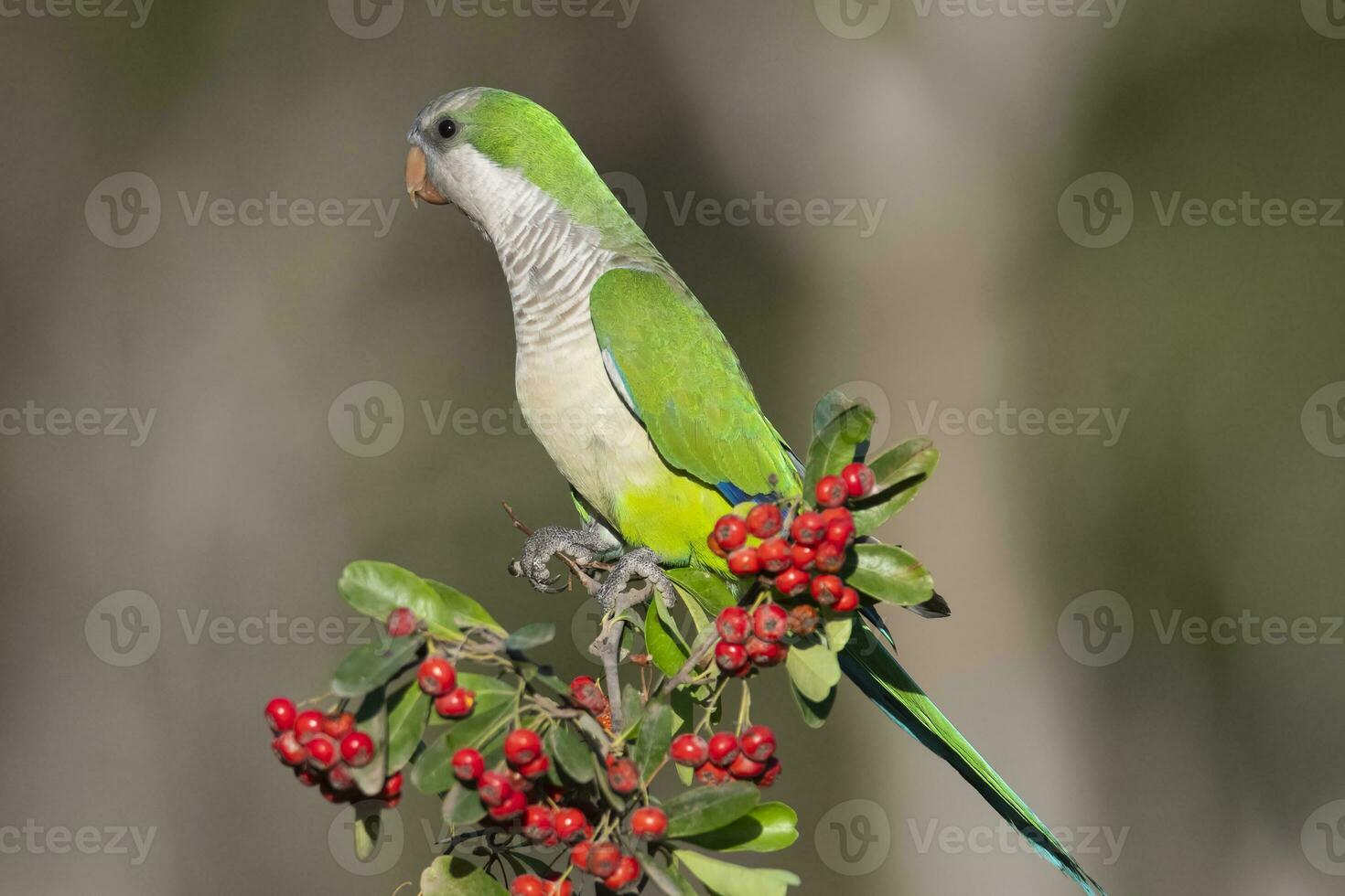 perico encaramado en un arbusto con rojo bayas , la pampa, Patagonia, argentina foto