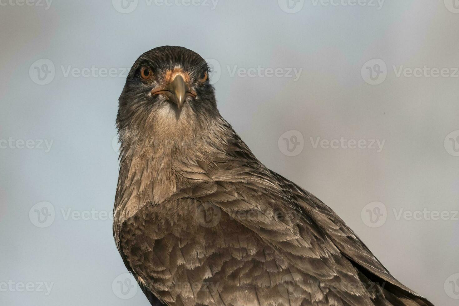 caracara chimango, la pampa provincia, Patagonia , argentina foto