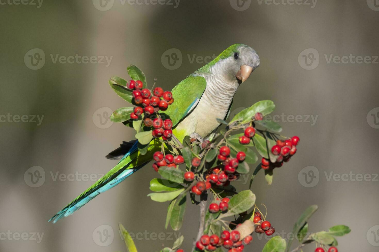 perico encaramado en un arbusto con rojo bayas , la pampa, Patagonia, argentina foto