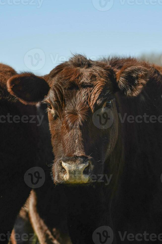 vacas levantamiento con natural pastos en pampa campo, la pampa provincia, patagonia, argentina. foto