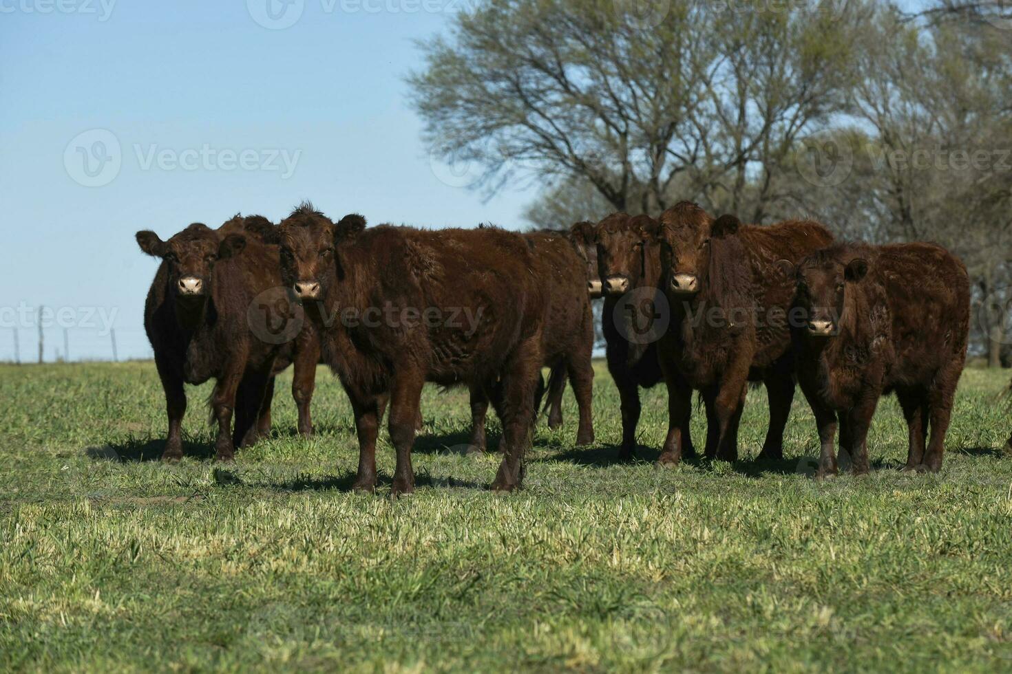 Cattle raising  with natural pastures in Pampas countryside, La Pampa Province,Patagonia, Argentina. photo