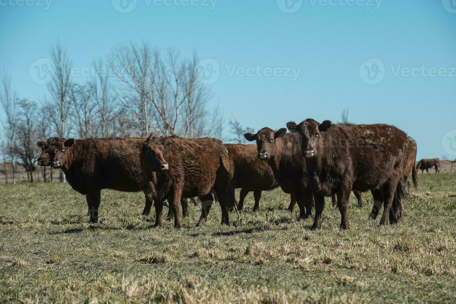 Cattle raising  with natural pastures in Pampas countryside, La Pampa Province,Patagonia, Argentina. photo