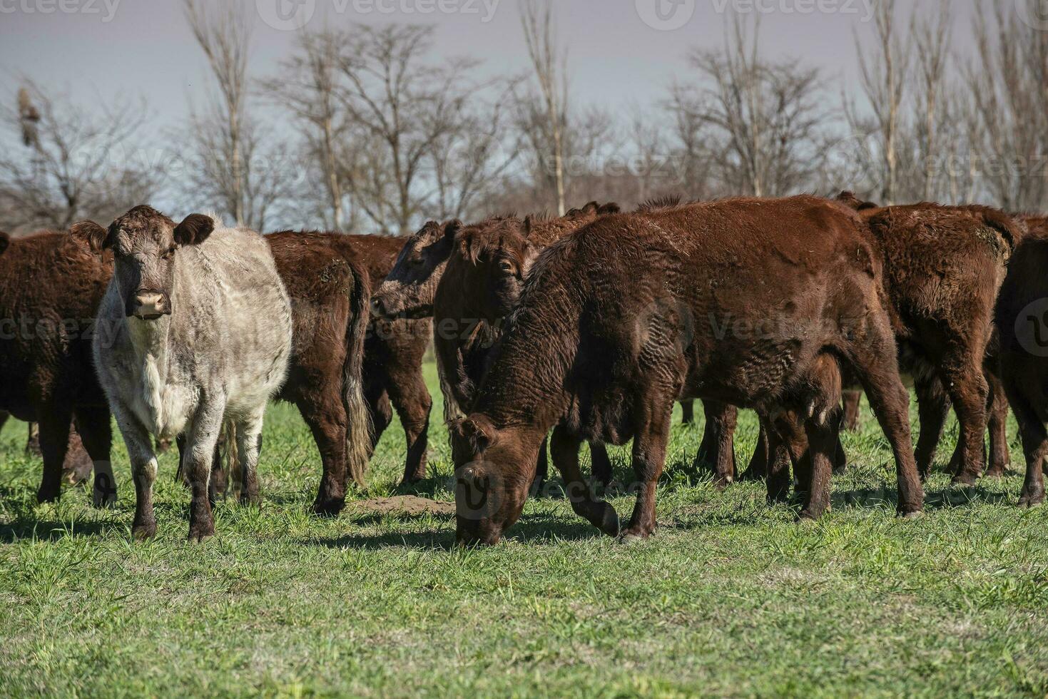 Cattle raising  with natural pastures in Pampas countryside, La Pampa Province,Patagonia, Argentina. photo