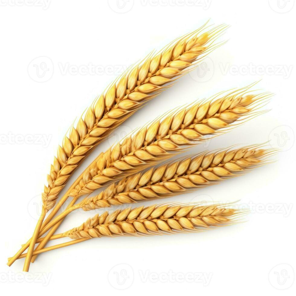 Bunch of ears of wheat isolated photo