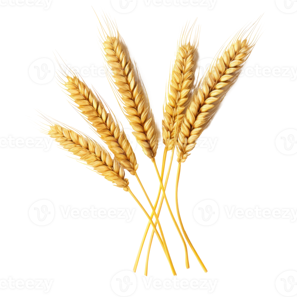 Wheat ears isolated png