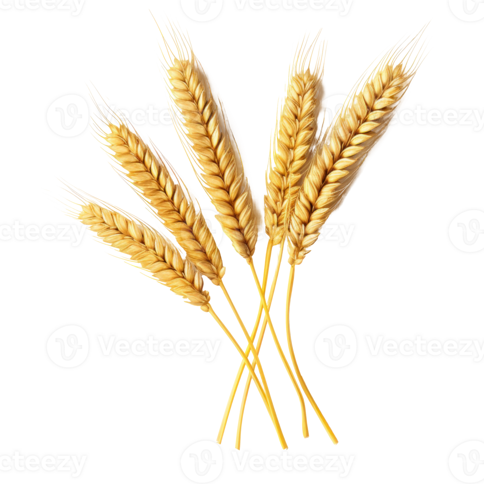 trigo orejas aislado png