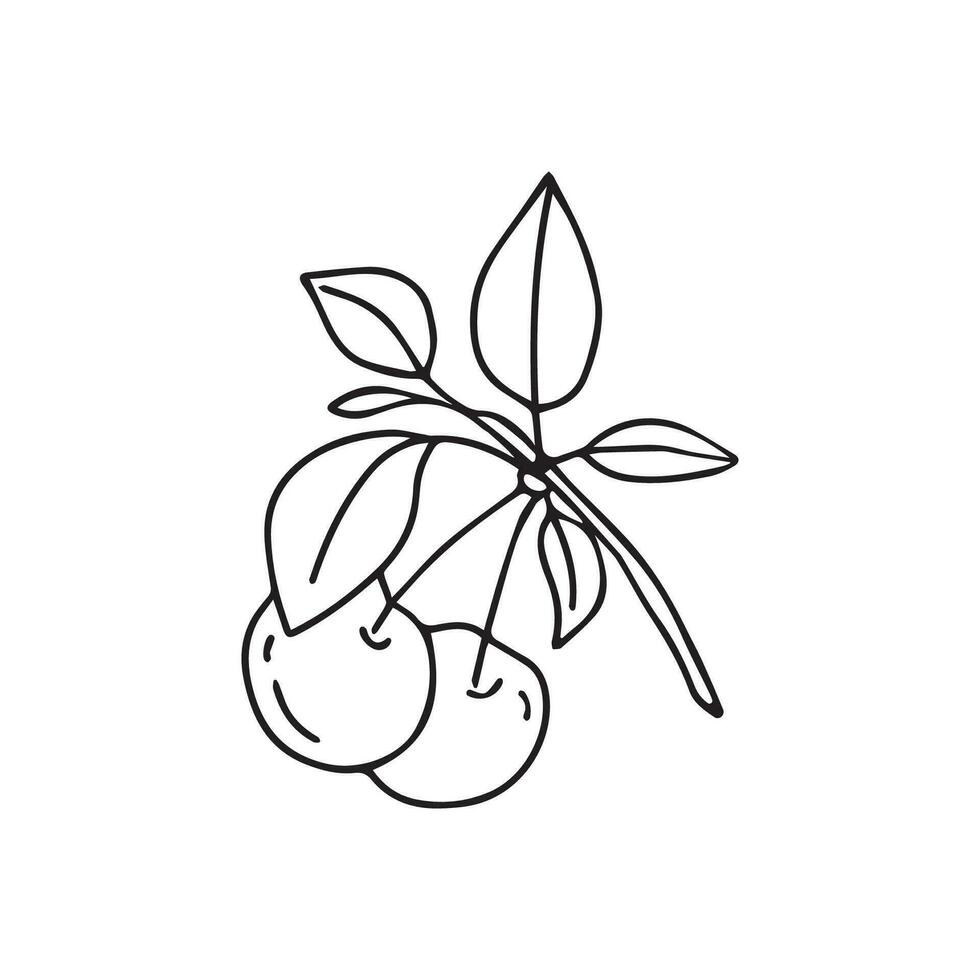 Hand drawn vector illustration cherry.