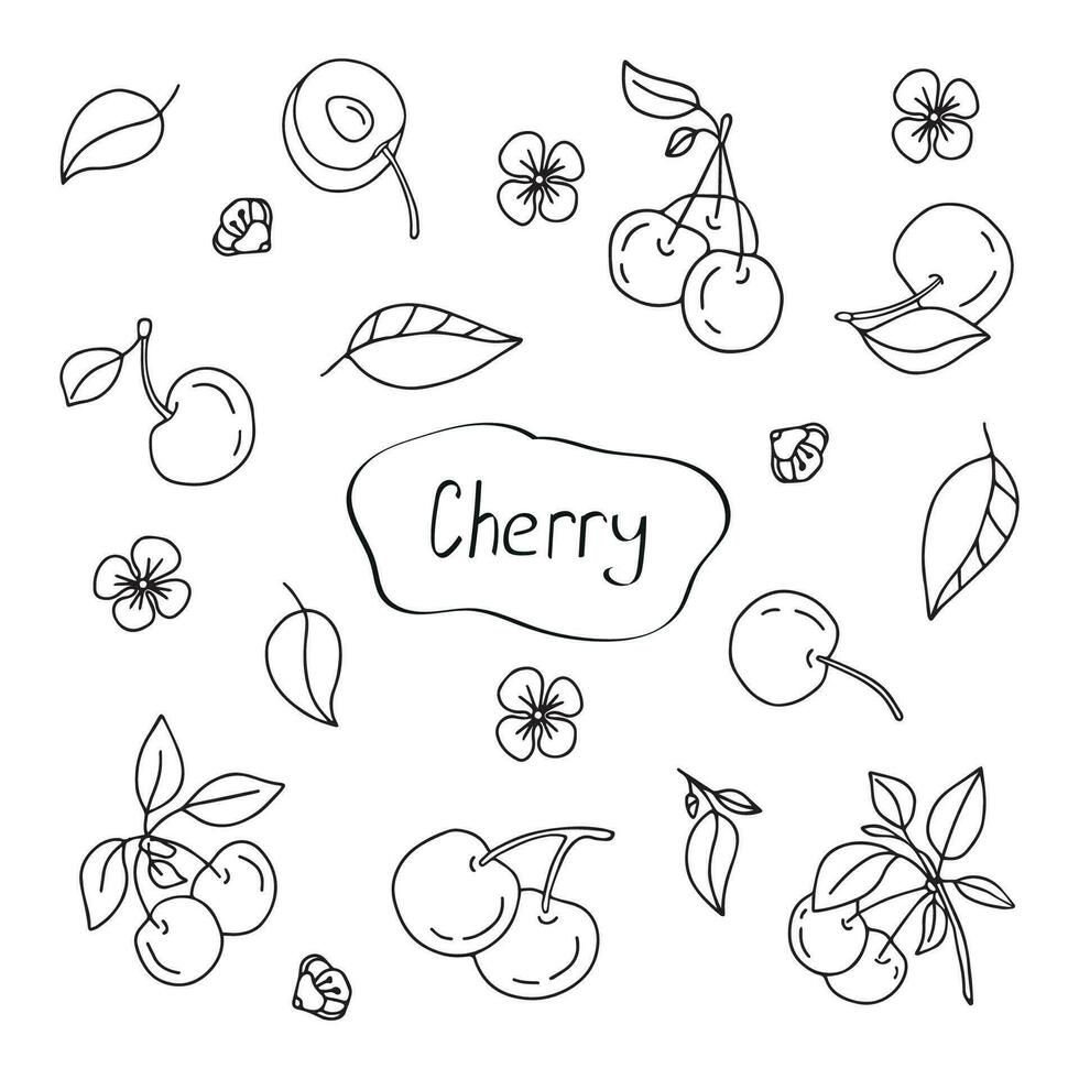 Hand drawn vector set cherry. Isolated, on a white background