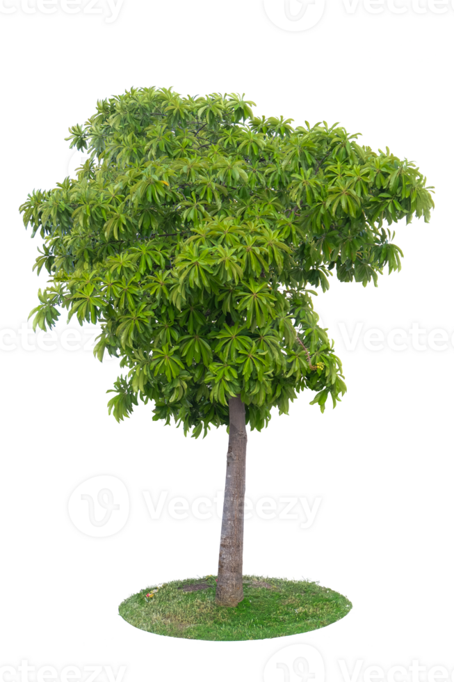 Tropical tree isolated on no background with clipping path for garden design. png
