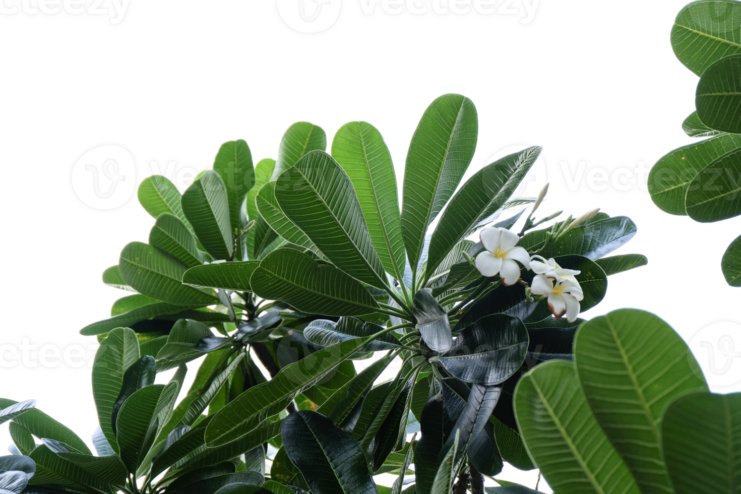 vit frangipani blommor på de träd i de parkera. png