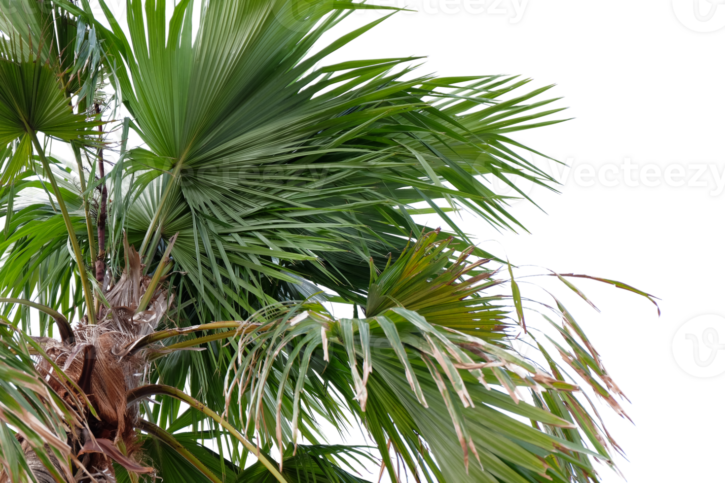 palm tree with leaves on it png