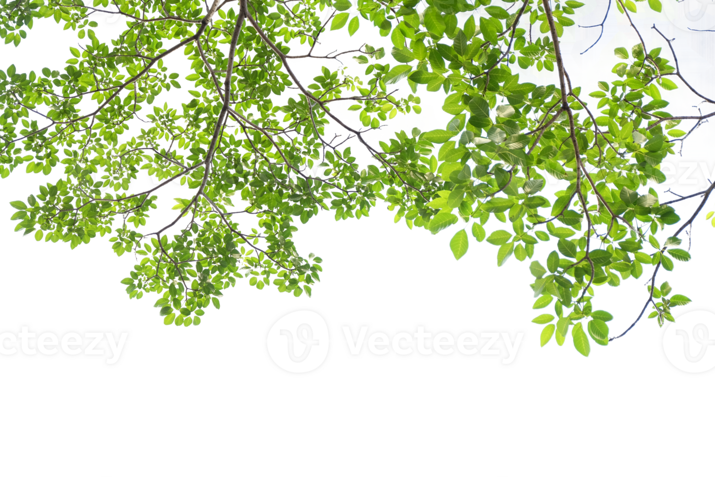 green leaves on a tree branch with a transparent background png