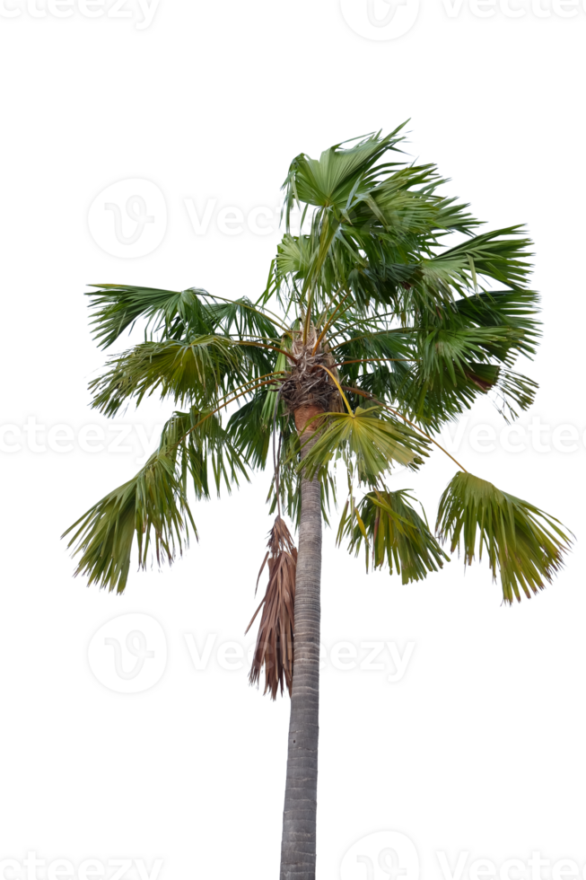 Palme Baum mit Grün Blätter und Blätter png