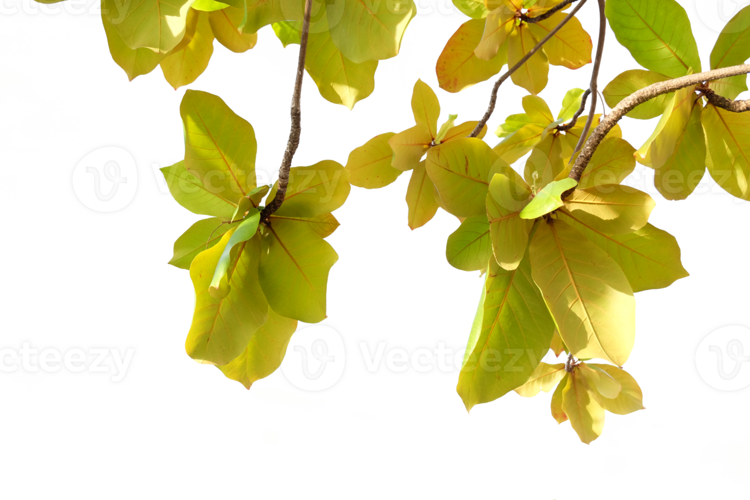 yellow leaves on a tree branch png