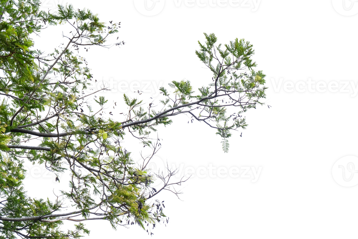 tree branches on a transparent background png