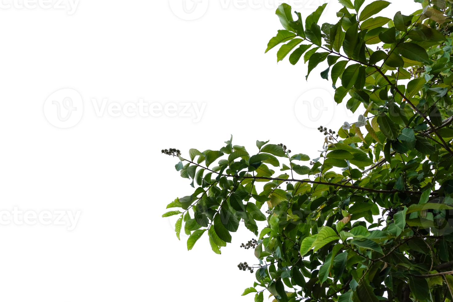 a tree with leaves on it, with a transparent background png