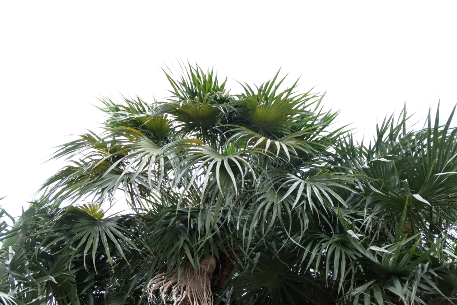 Palme Baum mit Grün Blätter und Blätter png