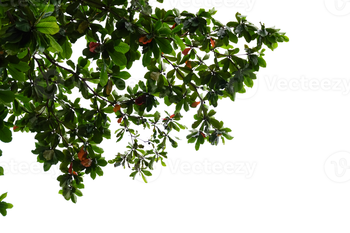 a tree with leaves and fruit on it png