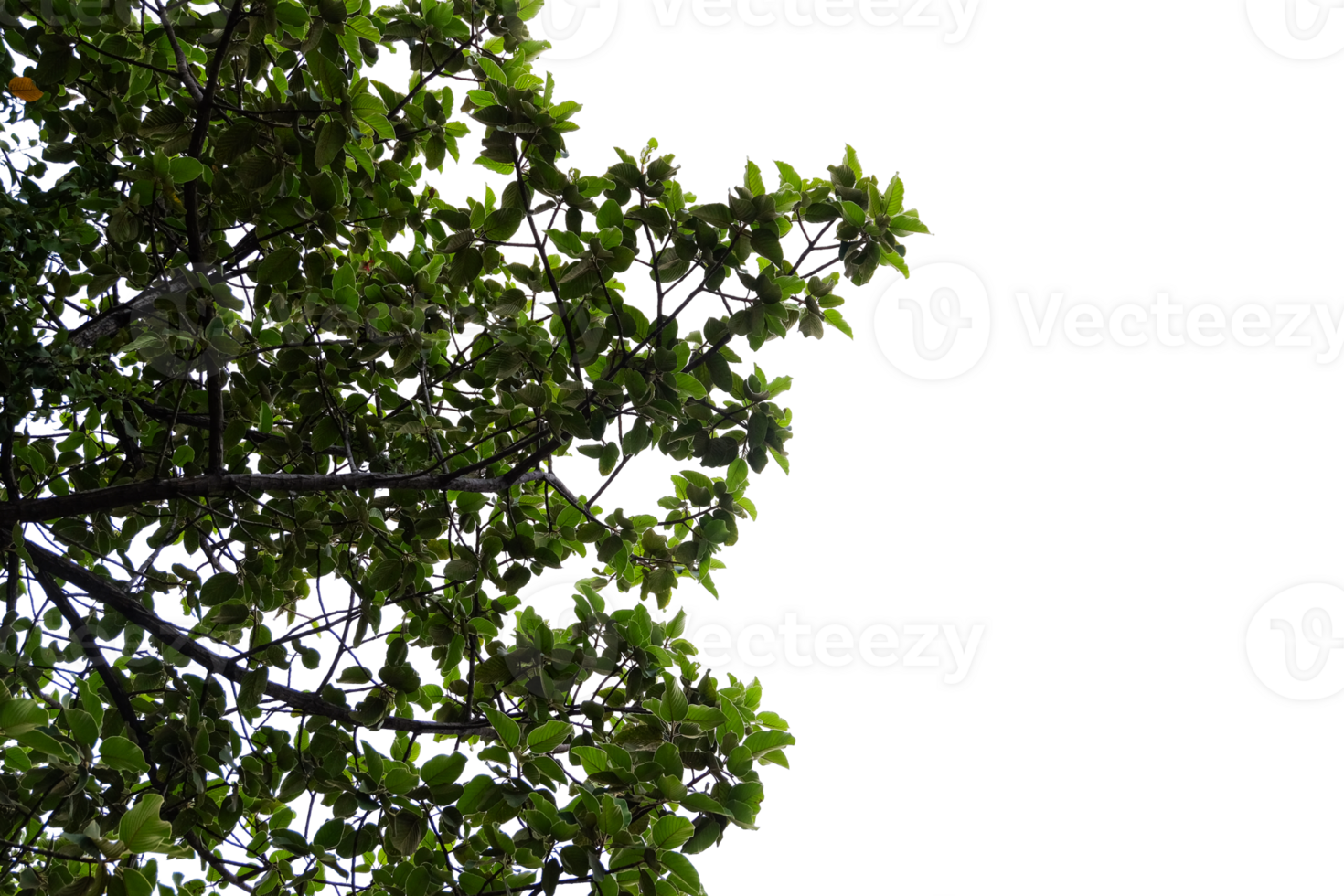 a tree with leaves on it, with a transparent background png
