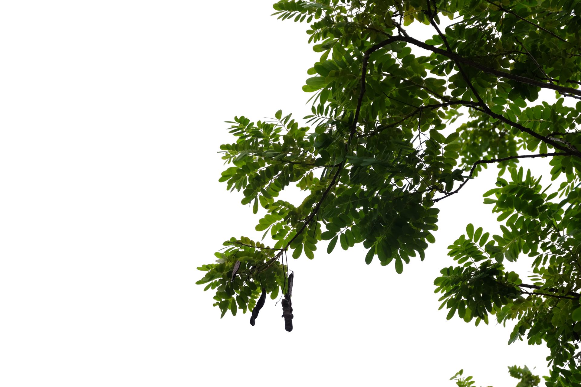 What Do You Call A Tree With Leaves