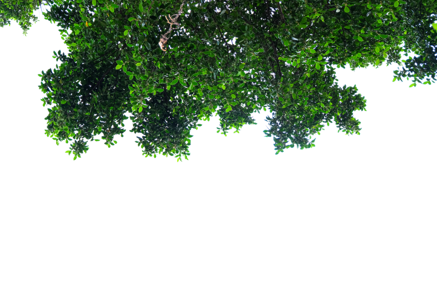 tree top view of green leaves on a transparent background png