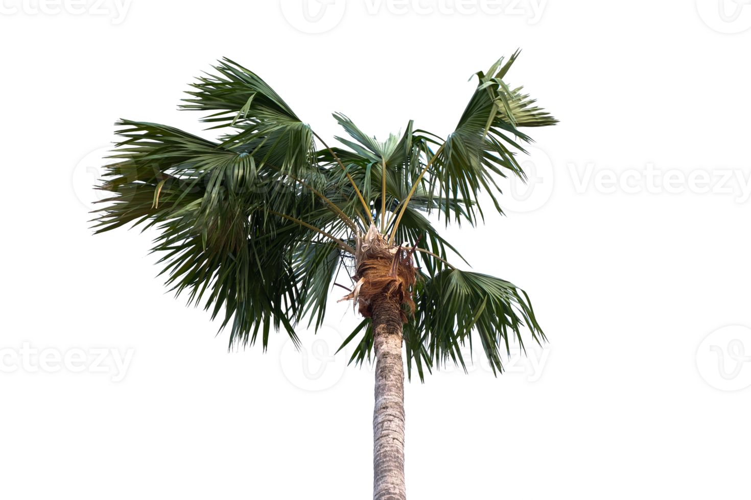 palm boom Aan transparant achtergrond png