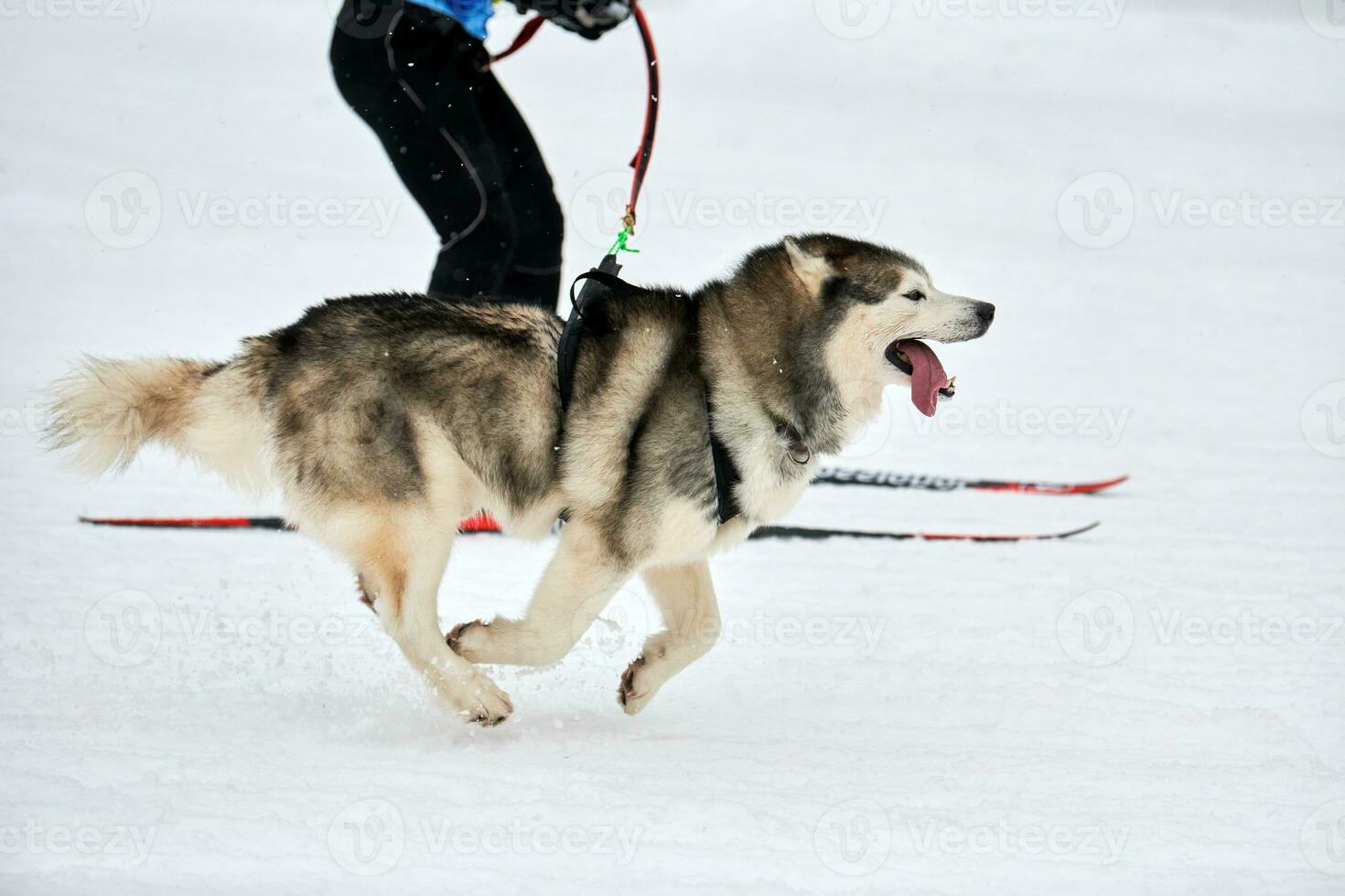 Skijoring dog sport racing photo