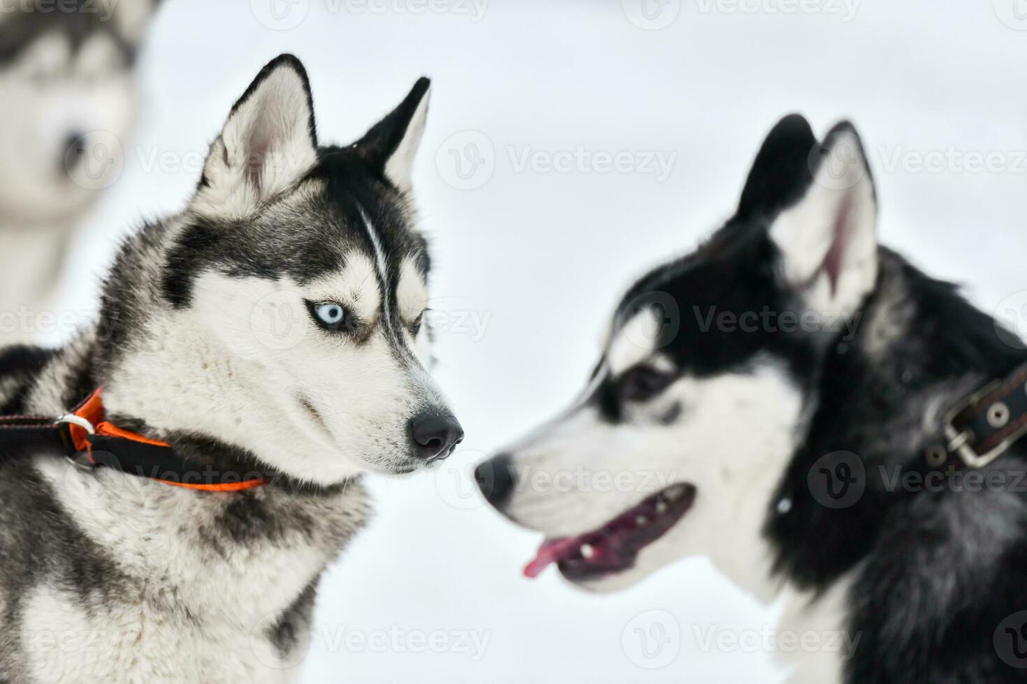 Husky dog on walking photo