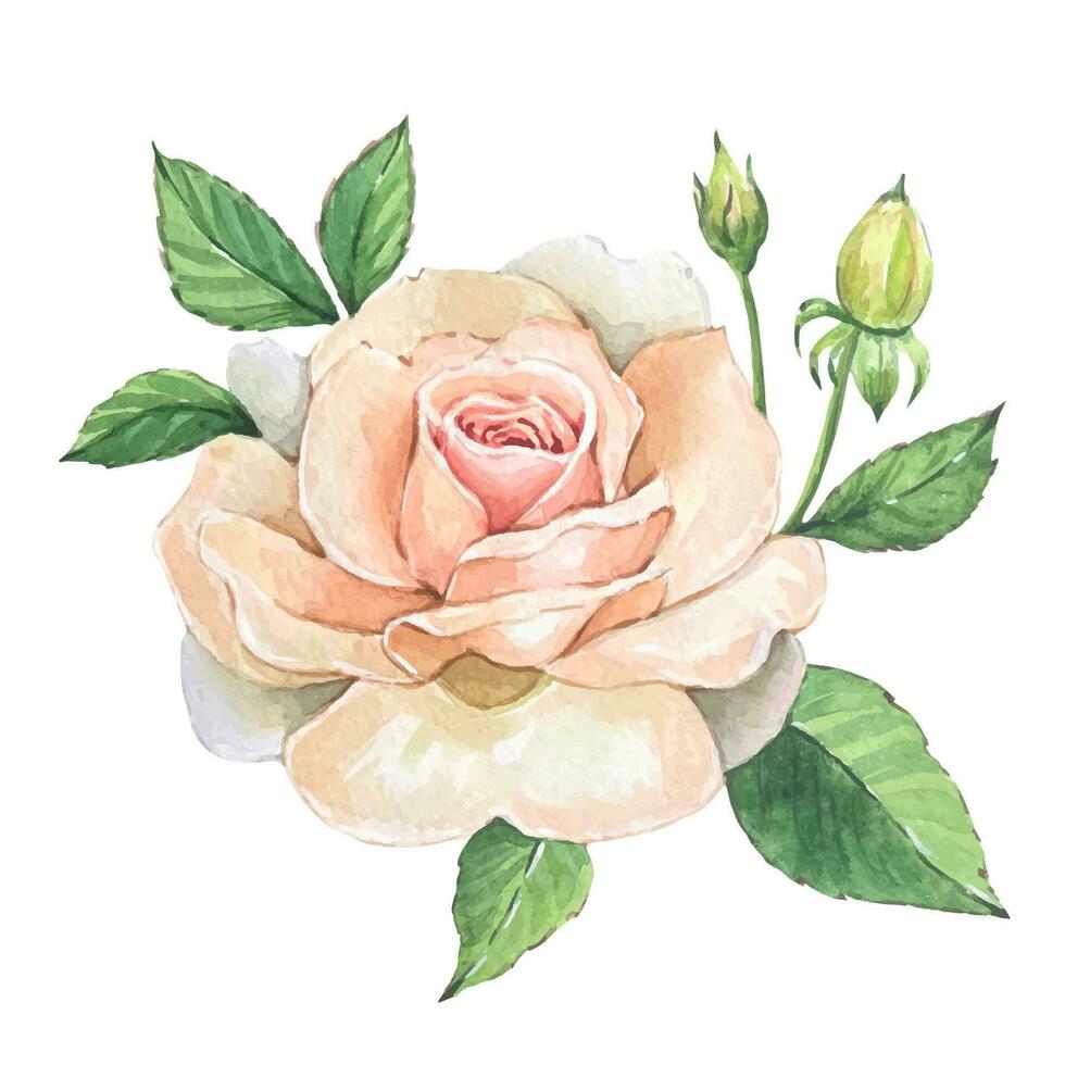 Delicate watercolor white roses and leaves vector