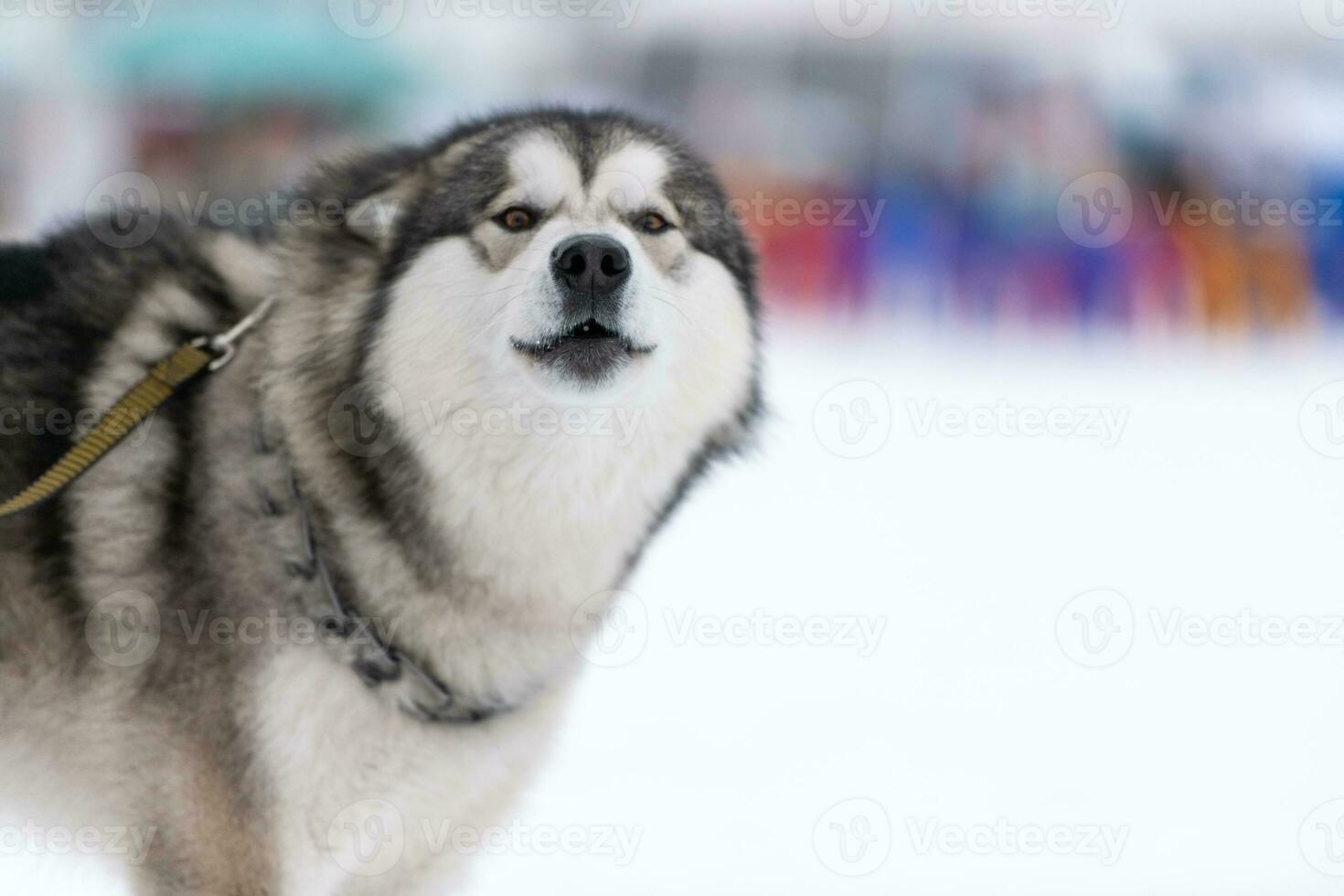 Husky dog portrait, winter snowy background. Funny pet on walking before sled dog training. photo