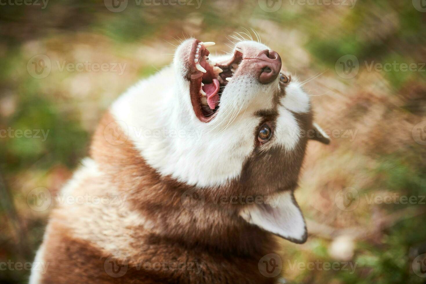 retrato de perro husky siberiano con ojos marrones y color rojo marrón, linda raza de perro de trineo foto