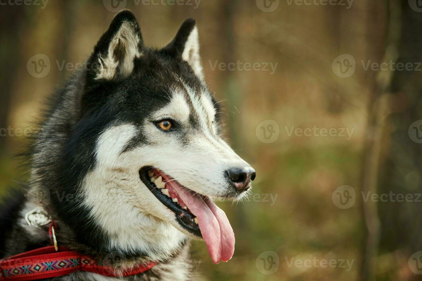 Siberian Husky dog profile portrait with black gray white coat color, cute sled dog breed photo