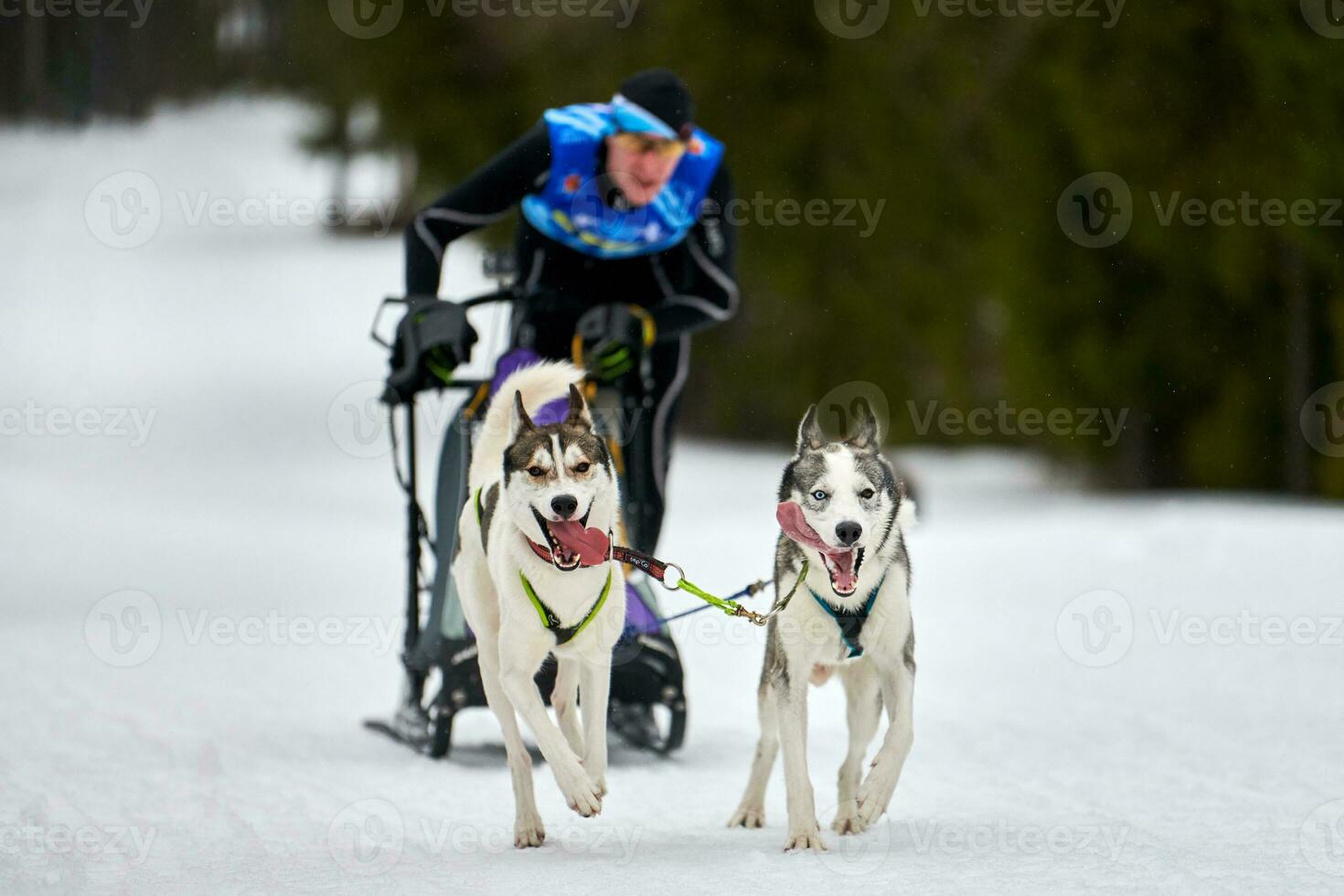 Husky sled dog racing photo