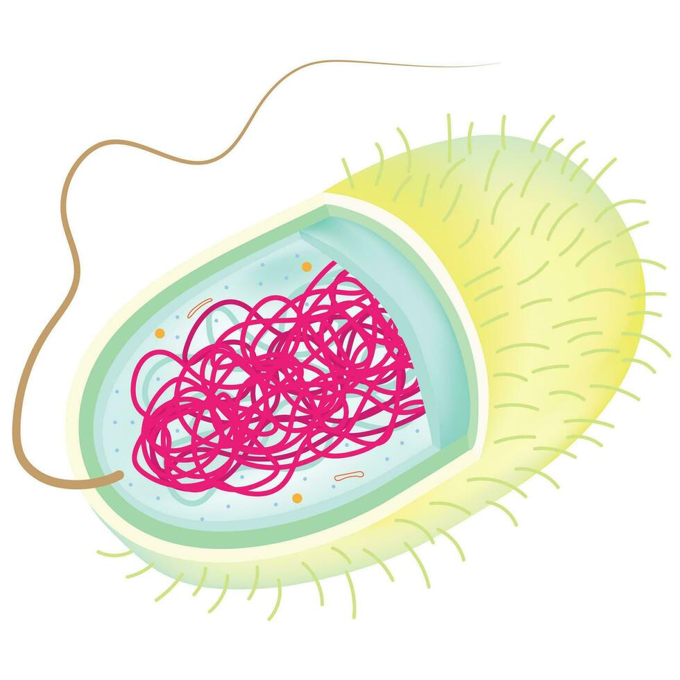 Structure of Bacterial cell. vector