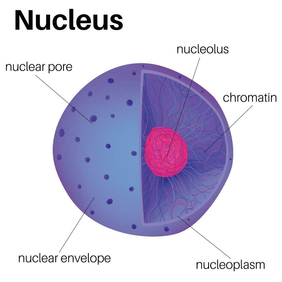 anatomía de el célula núcleo. vector