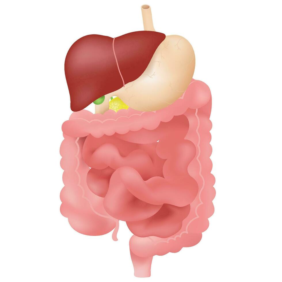 The human digestive system. vector