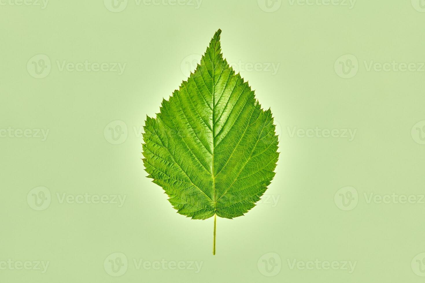 One green raspberry tree leaf on light green background, detailed macro photo of rubus berry leaf