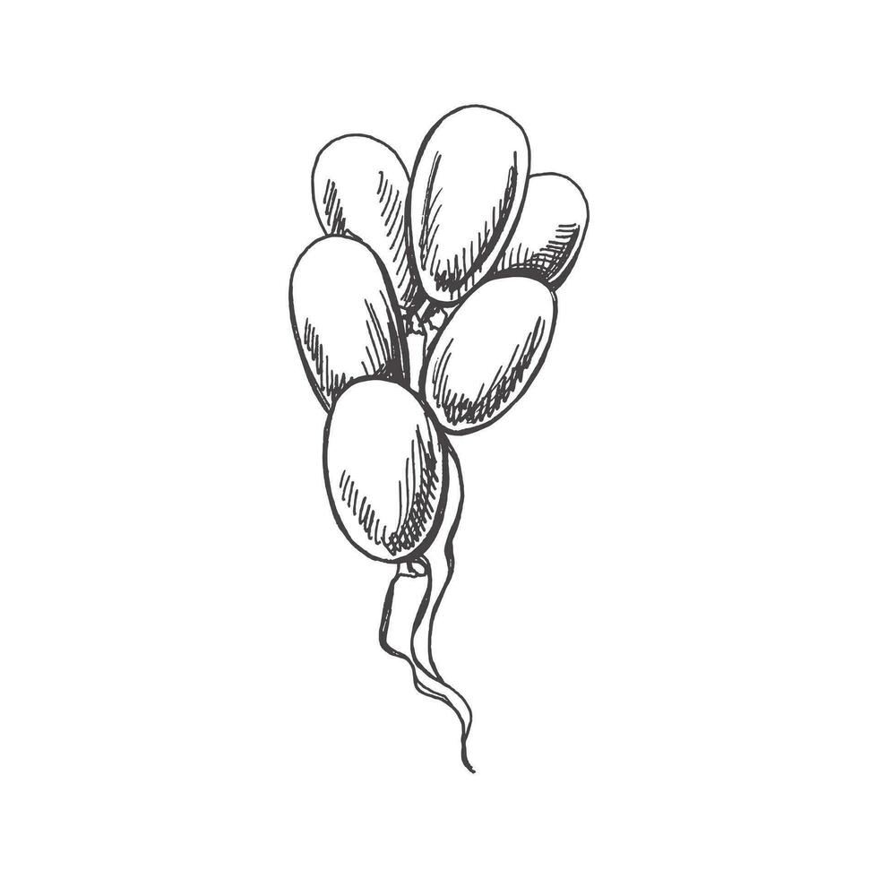 Hand drawn sketch of balloons isolated on white background. Template for postcard, banner, poster, web design. Back to School. vector
