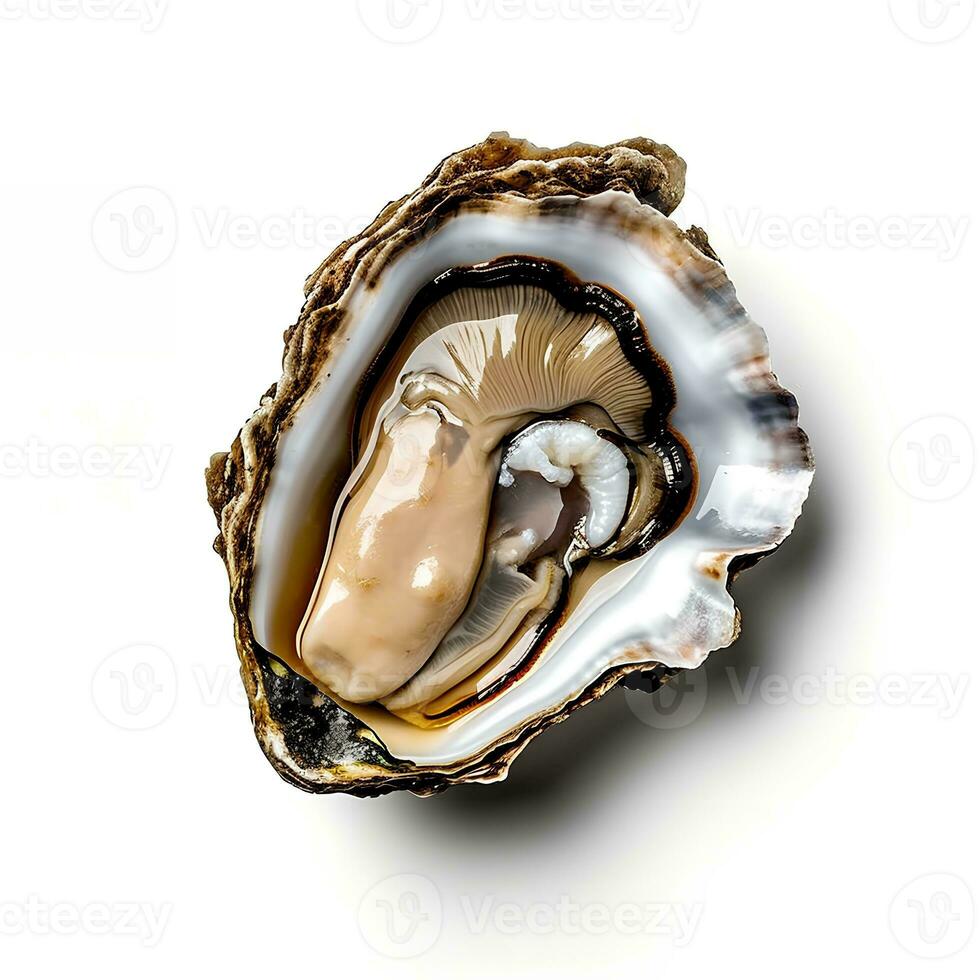 Fresh Oysters Isolated on White Background AI Generated photo