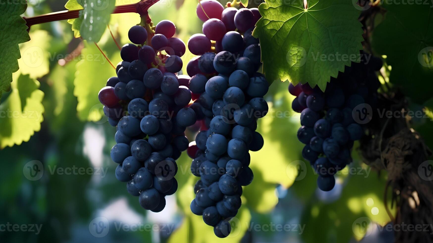 negro uvas colgando en un vino ai generado foto