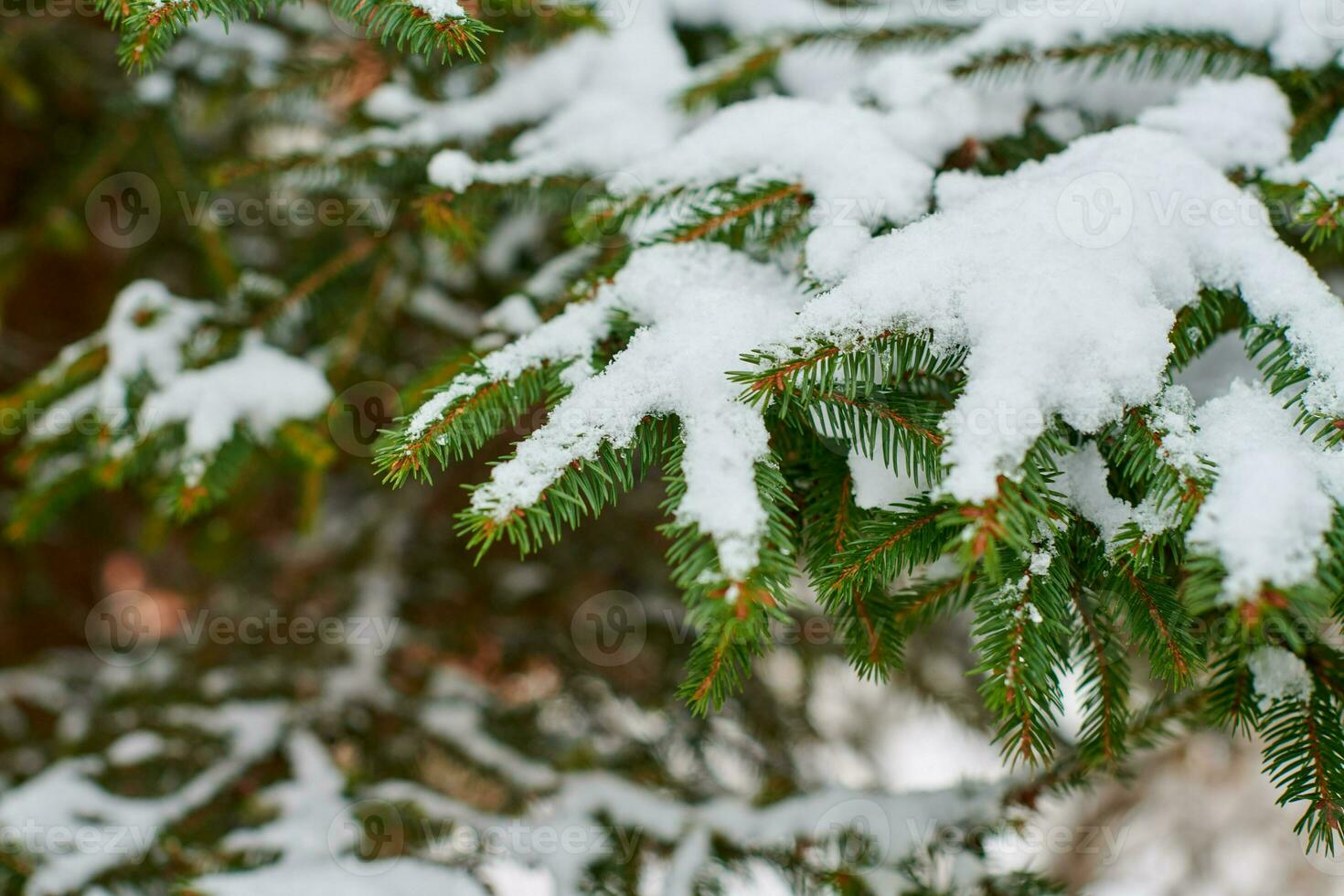 Coniferous tree branch covered with snow in winter photo