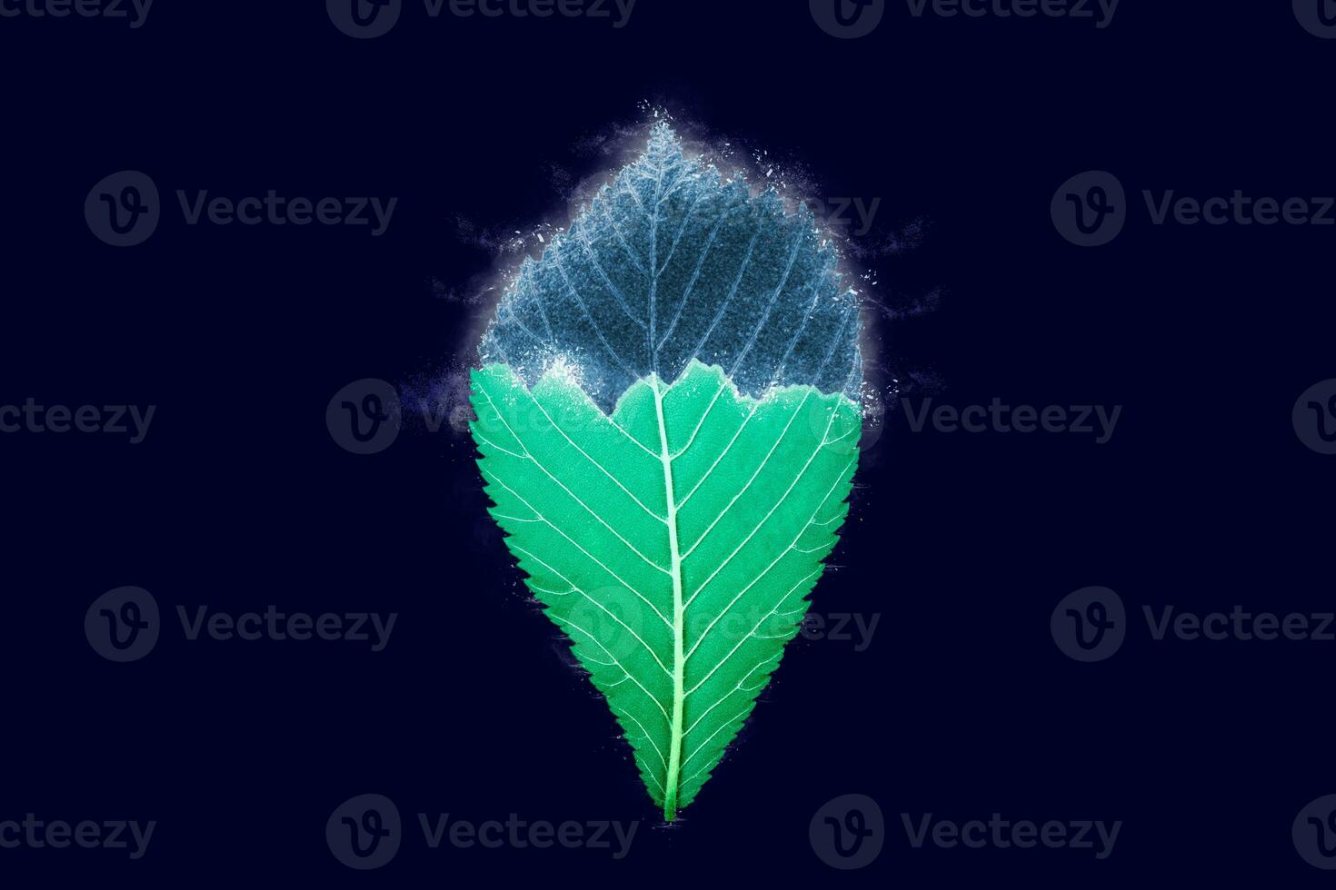 One freezing elm tree green leaf on dark blue background, blue ice covered effect on leaf photo