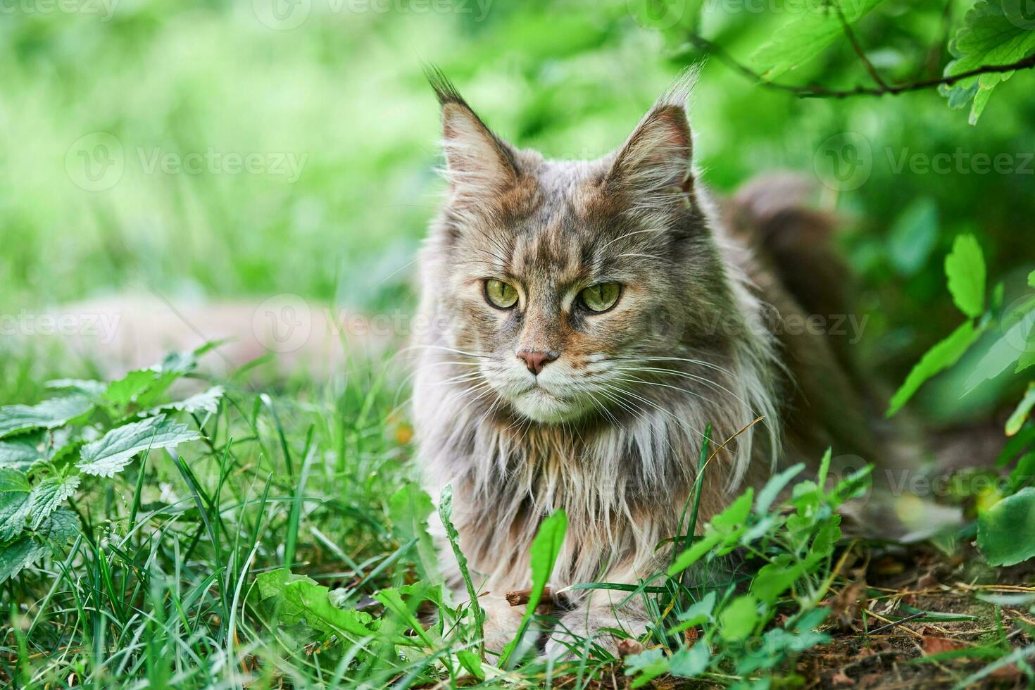 Maine coon cat in park grass photo