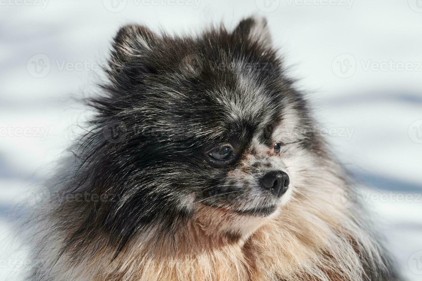 retrato de cierre de perro spitz pomeranian, lindo mármol negro con cachorro de spitz bronceado sentado en la nieve foto